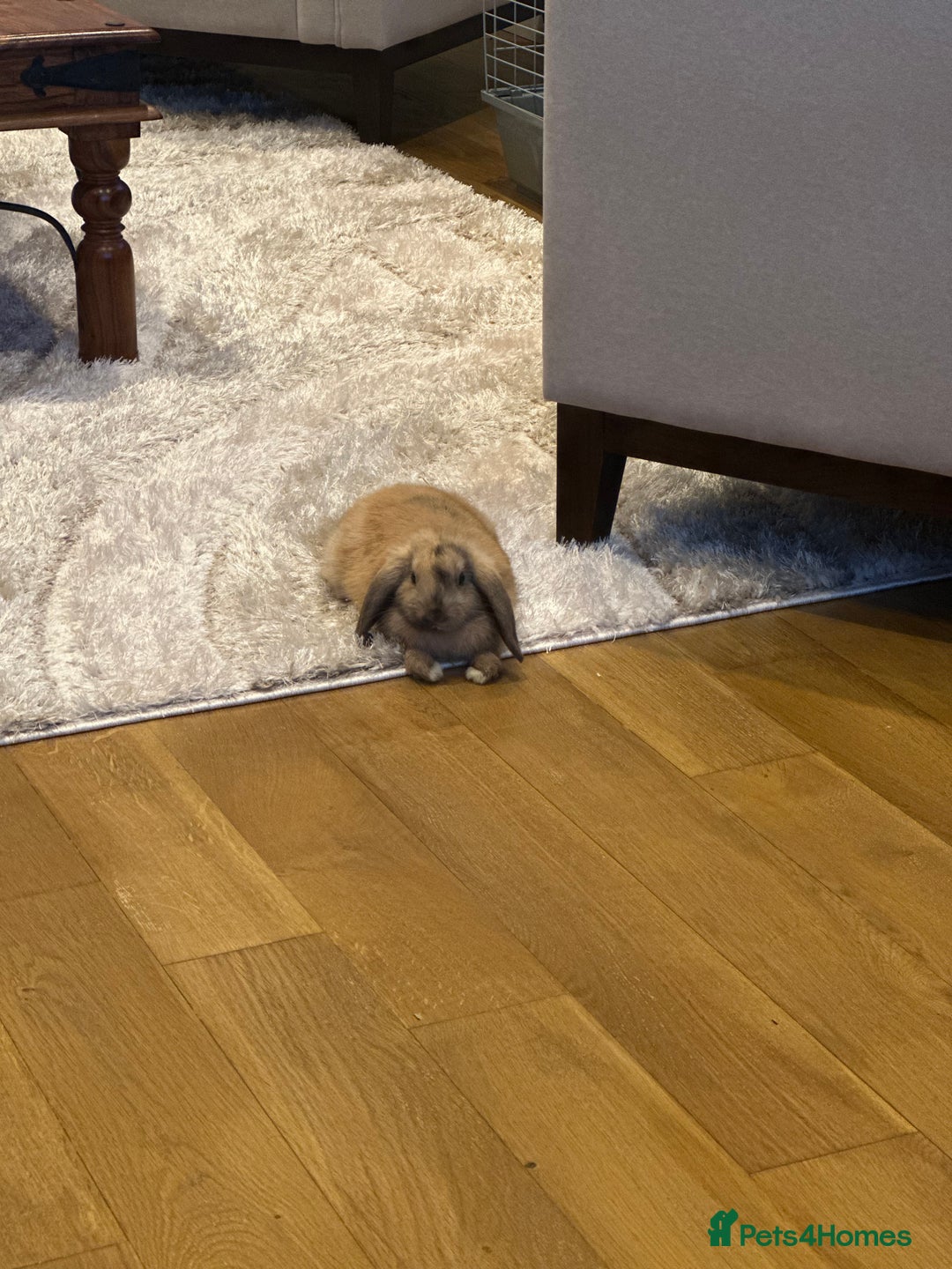 Mini Lop rabbits for sale: Male Mini Lop For Sale - Advert 20