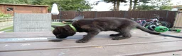 Mixed Breed cats for sale: Black kittens with brown stripes - Advert 8