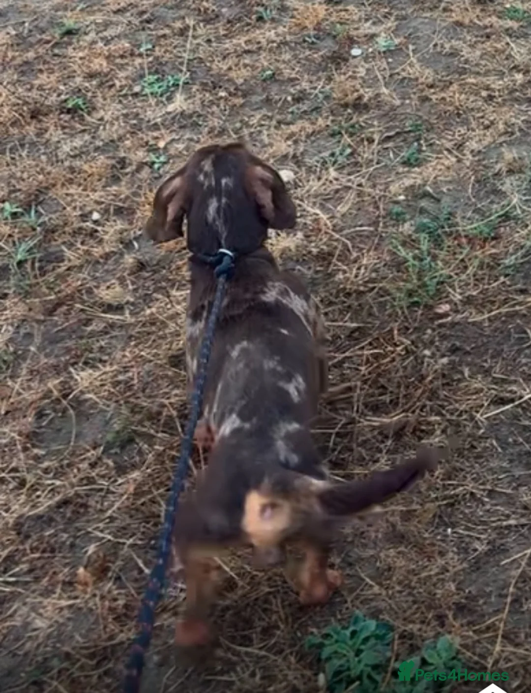 Dachshund dogs for sale: Dashound - Advert 1