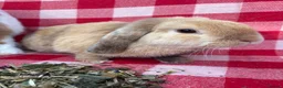 Mini Lop rabbits for sale: Gorgeous Mini Lops  - Advert 5