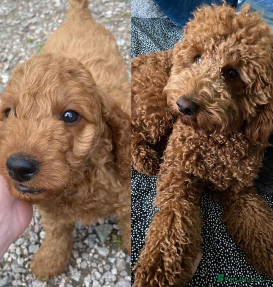 Cockapoo dogs for sale: Ready Now F1b Fox Red Curly Cuties - Image 5
