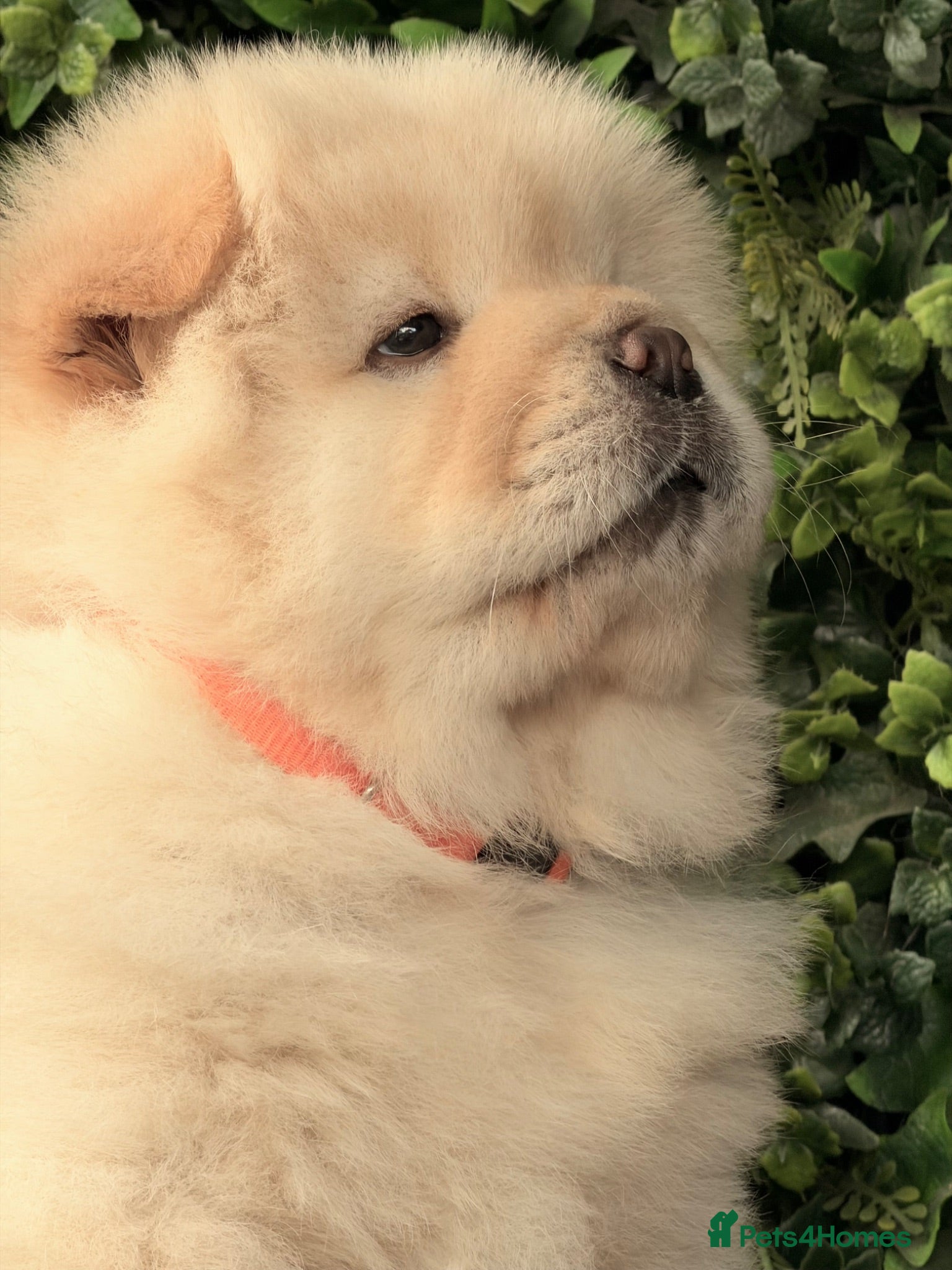 Chow Chow dogs 🧸Beautiful chow chow puppies 🧸 - Advert 2