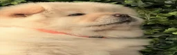 Chow Chow dogs for sale: 🧸Beautiful chow chow puppies 🧸 - Advert 2