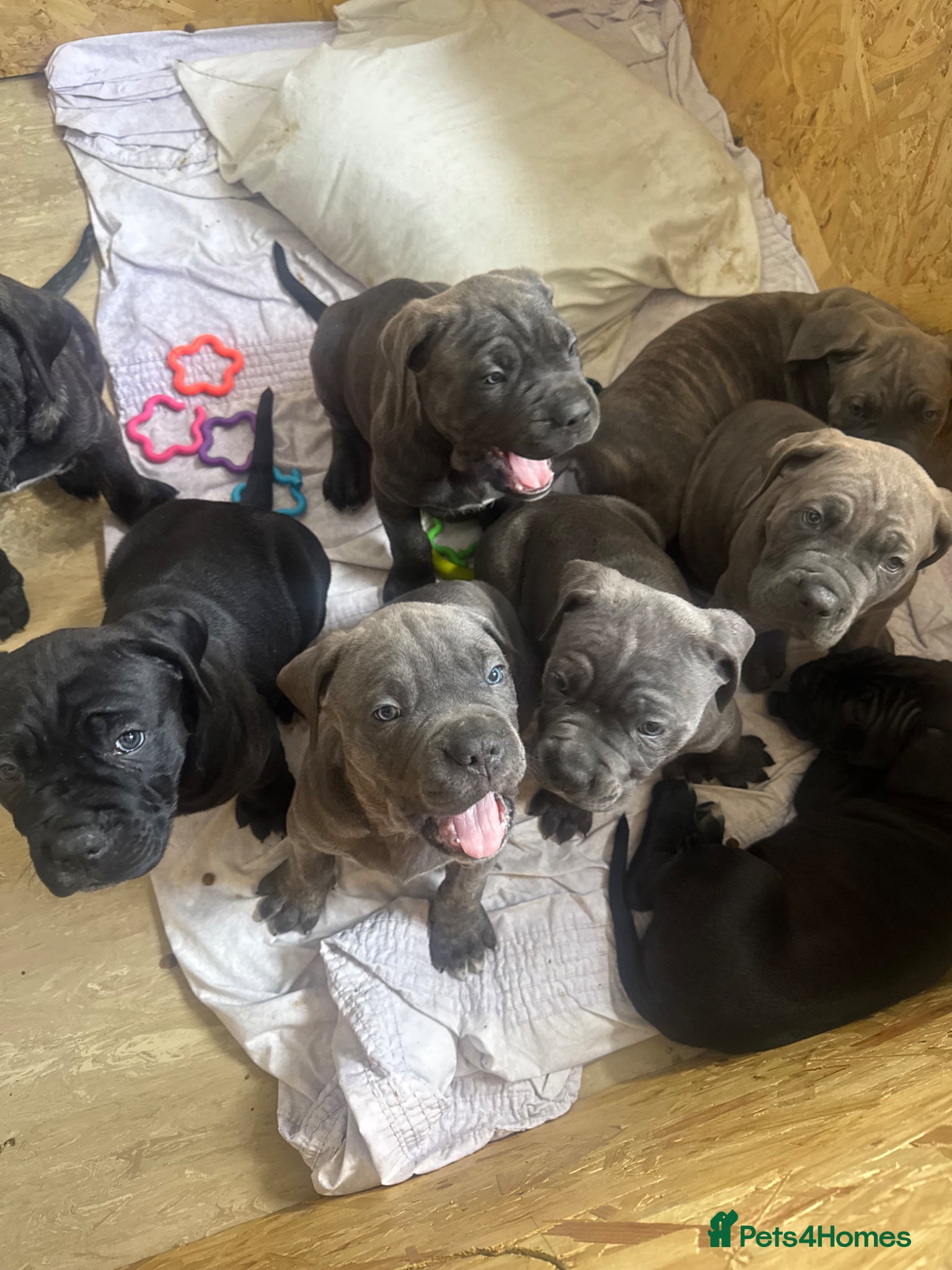 Cane Corso dogs Cane corso puppies  - Advert 13