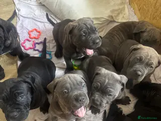 Cane Corso dogs Cane corso puppies - Advert 13