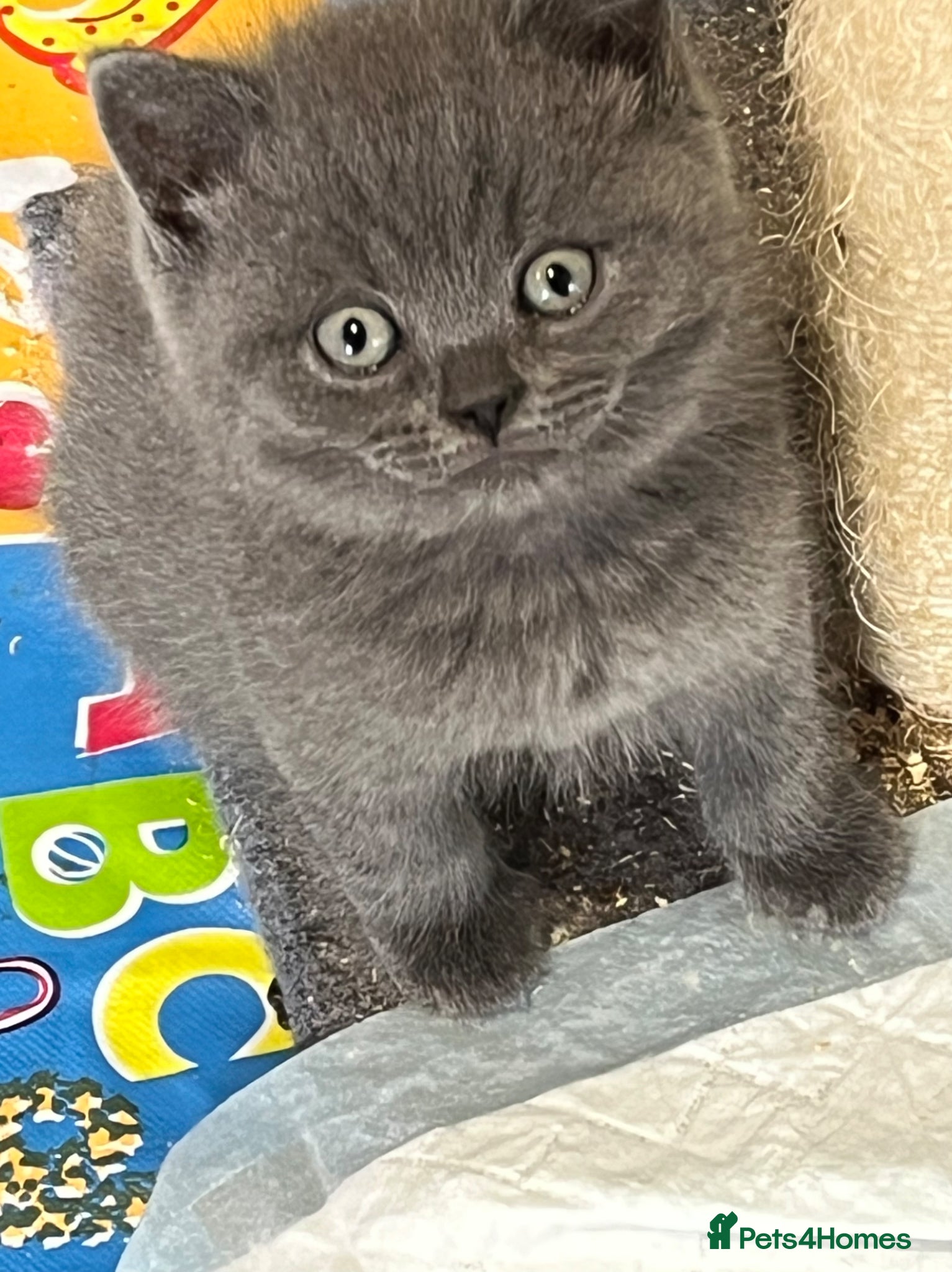 British Shorthair cats for sale: Stunning pure British Shorthaired Kittens  - Advert 13