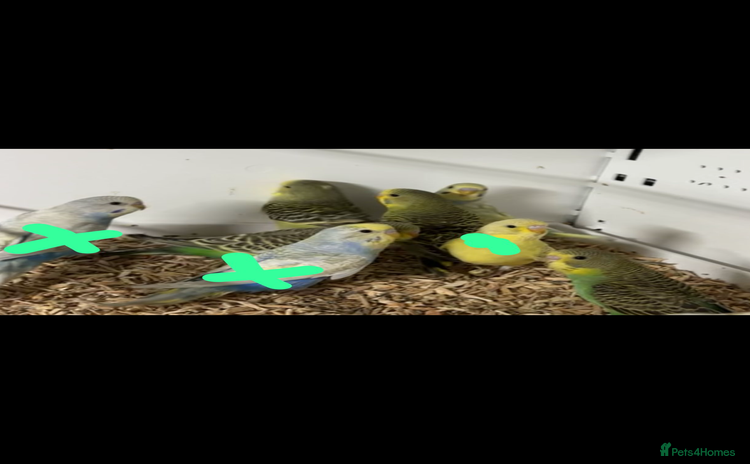 Budgerigars birds Beautiful baby budgies for sale  - Advert 6
