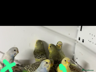 Budgerigars birds Beautiful baby budgies for sale - Advert 10
