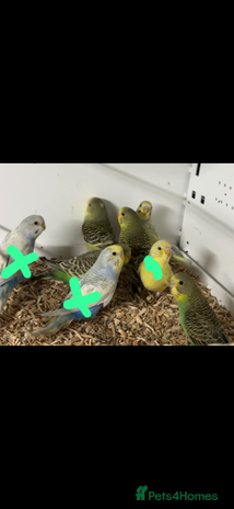 Budgerigars birds Beautiful baby budgies for sale - Advert 6