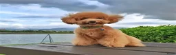 Cavapoo dogs for sale: Beautiful puppies for reserve - Advert 6