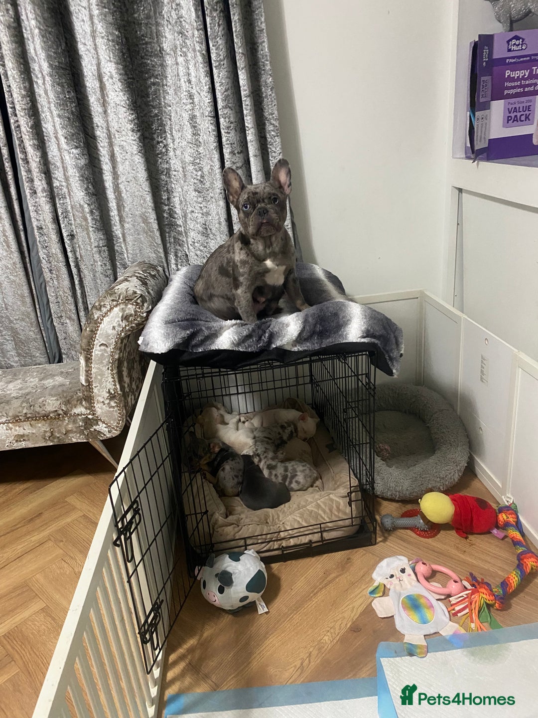 French Bulldog dogs for sale: Frenchie puppies  - Image 7