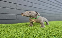 Staffordshire Bull Terrier dogs for sale: Blue Staffordshire Bull Terrier Champion Pups - Image 1