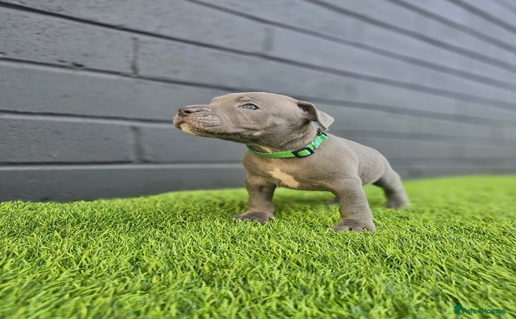 Staffordshire Bull Terrier dogs - Advert 2