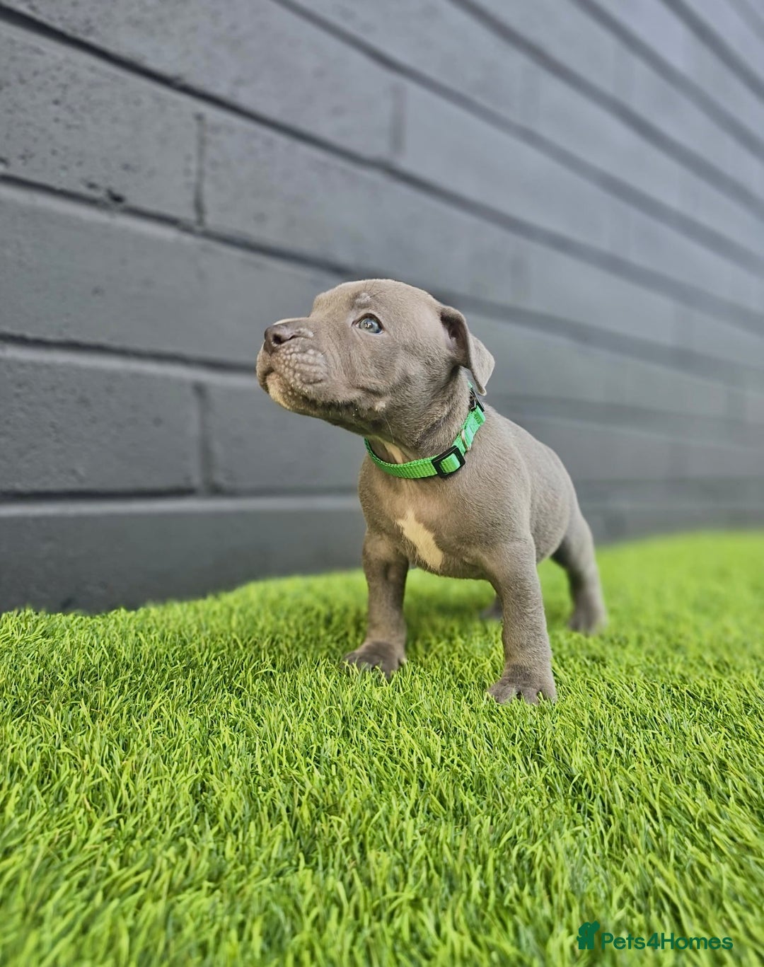 Staffordshire Bull Terrier dogs for sale: Blue Staffordshire Bull Terrier Champion Pups - Image 1