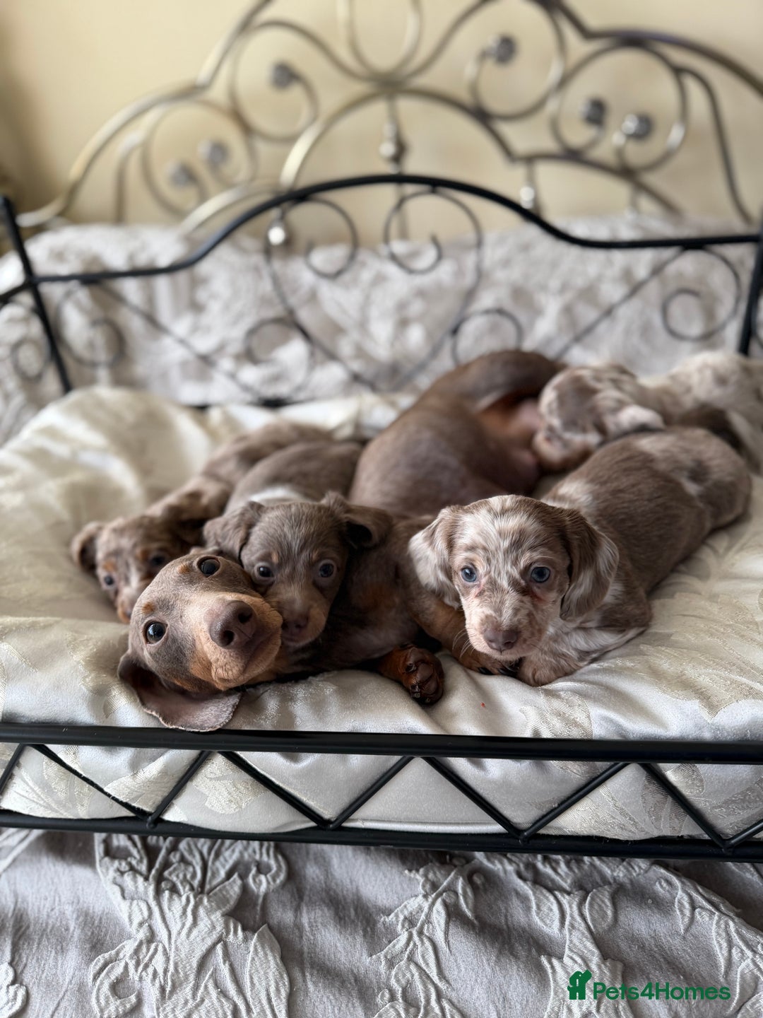 Miniature Dachshund dogs for sale: Miniature dachshund puppies - Advert 10