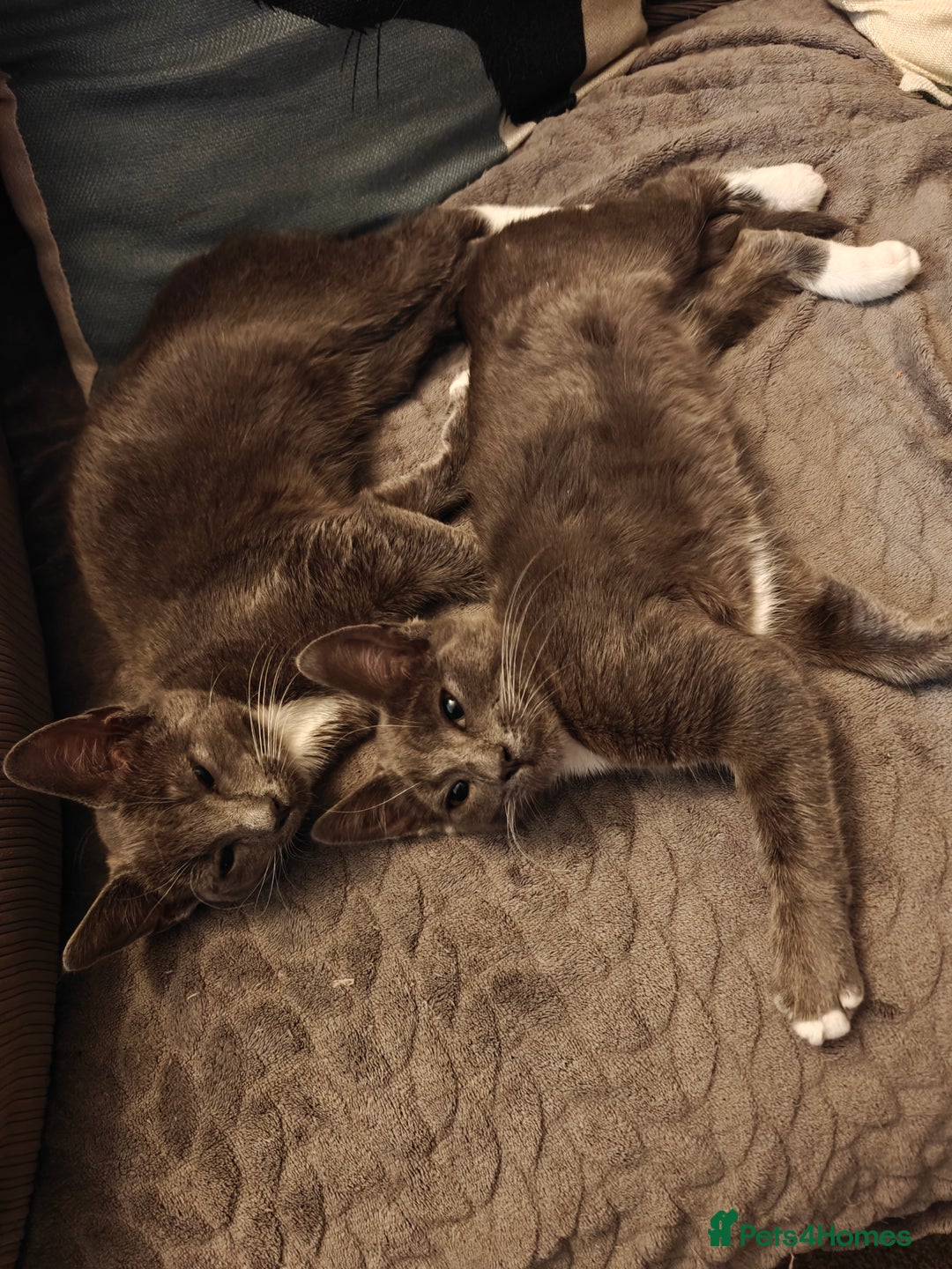 Domestic Shorthair cats for sale: Loving kittens - Image 14