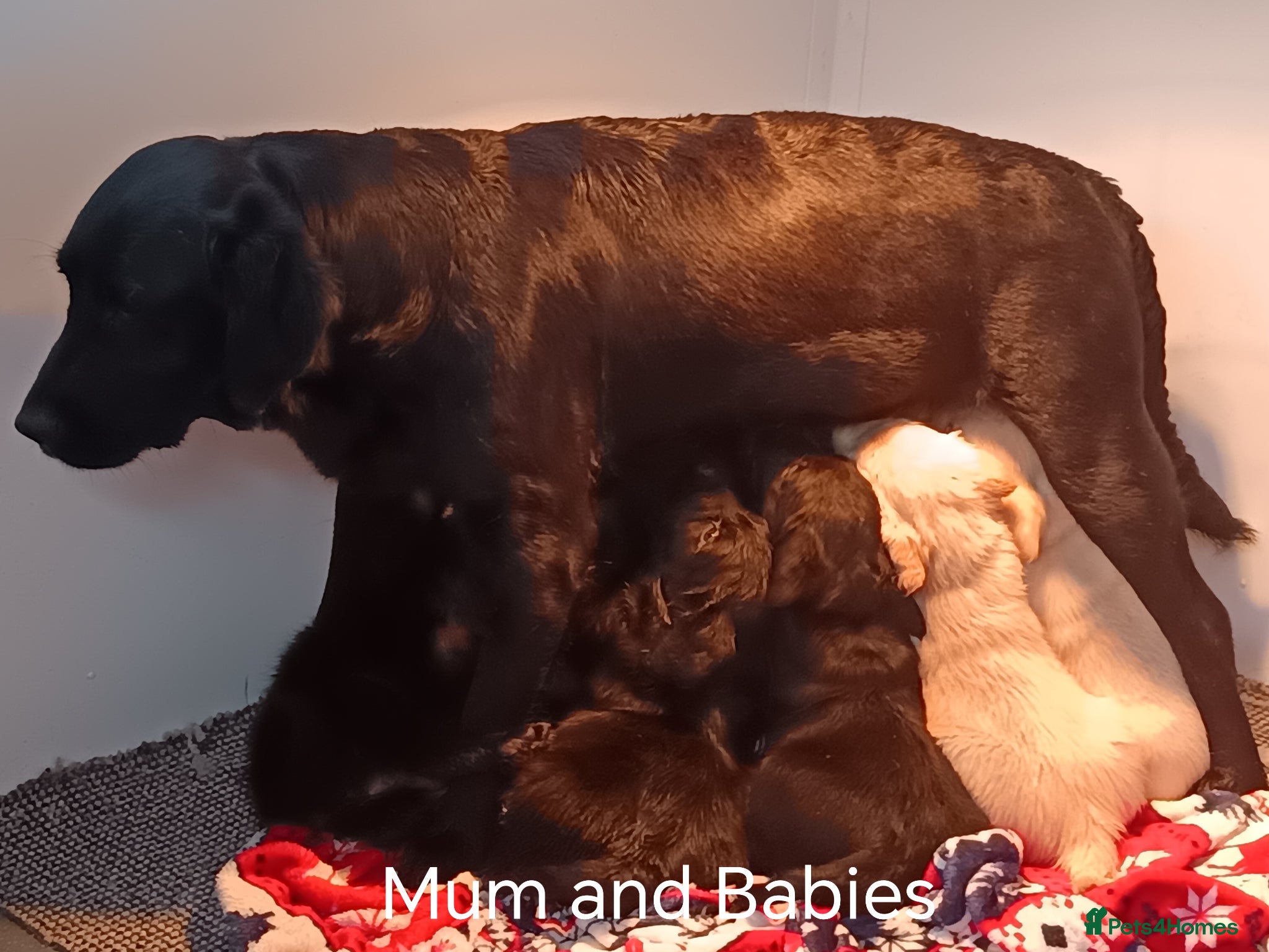 Goldador dogs Goldador Puppies For Sale  - Advert 2