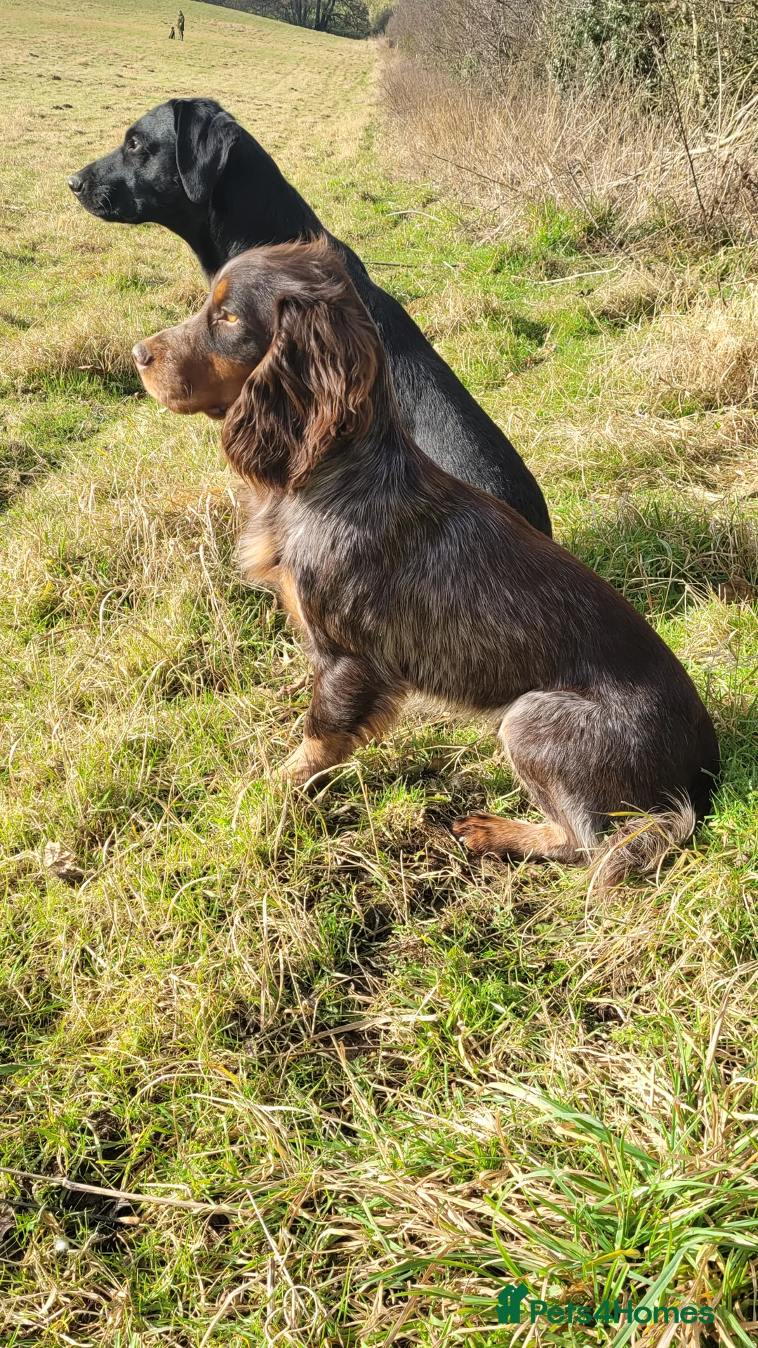 Cocker Spaniel dogs for stud: Health Tested liver roan and tan  working cocker   in Malton - Advert 7