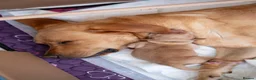 Goldador dogs for sale: 6 Beautiful Goldador Puppies - Advert 5