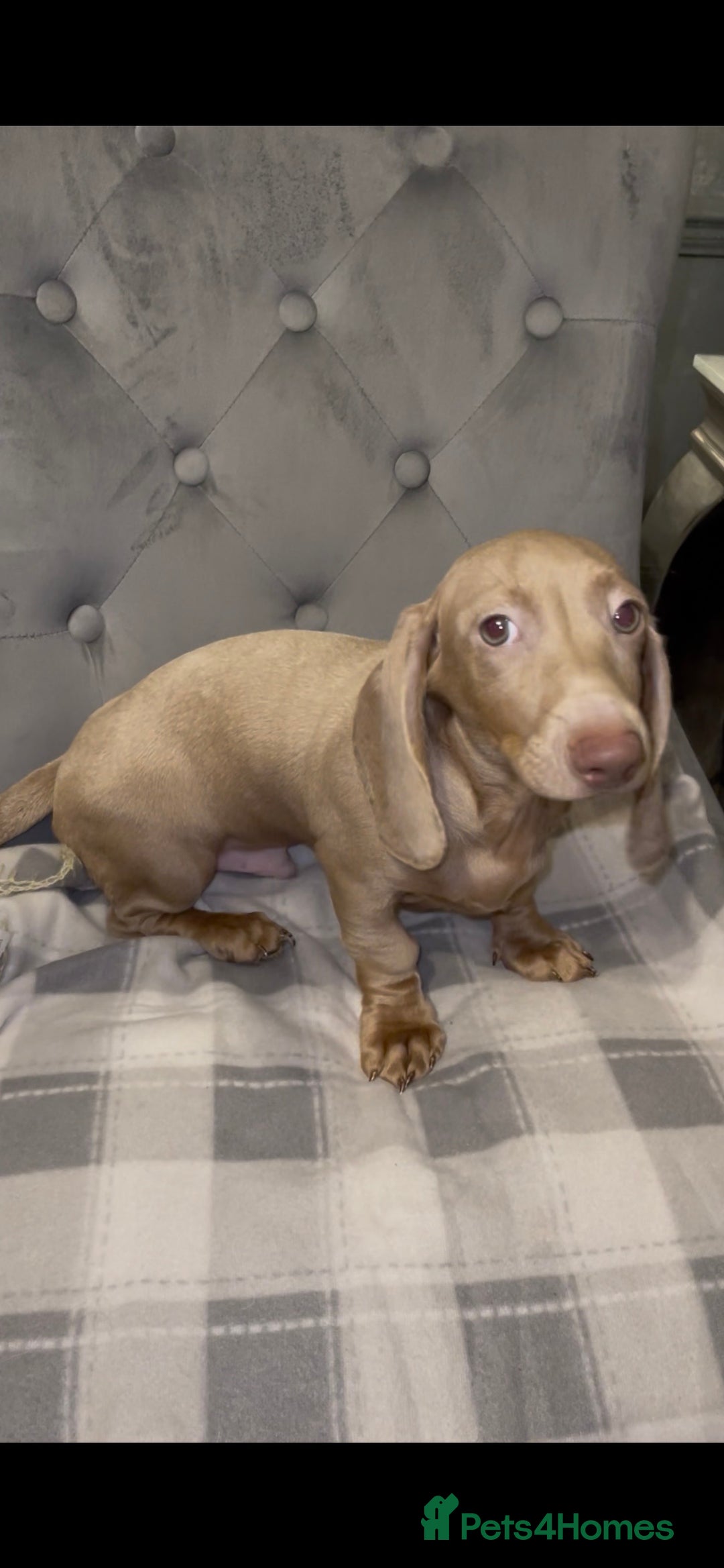 Miniature Dachshund dogs for sale: Miniature dachshund  - Advert 3