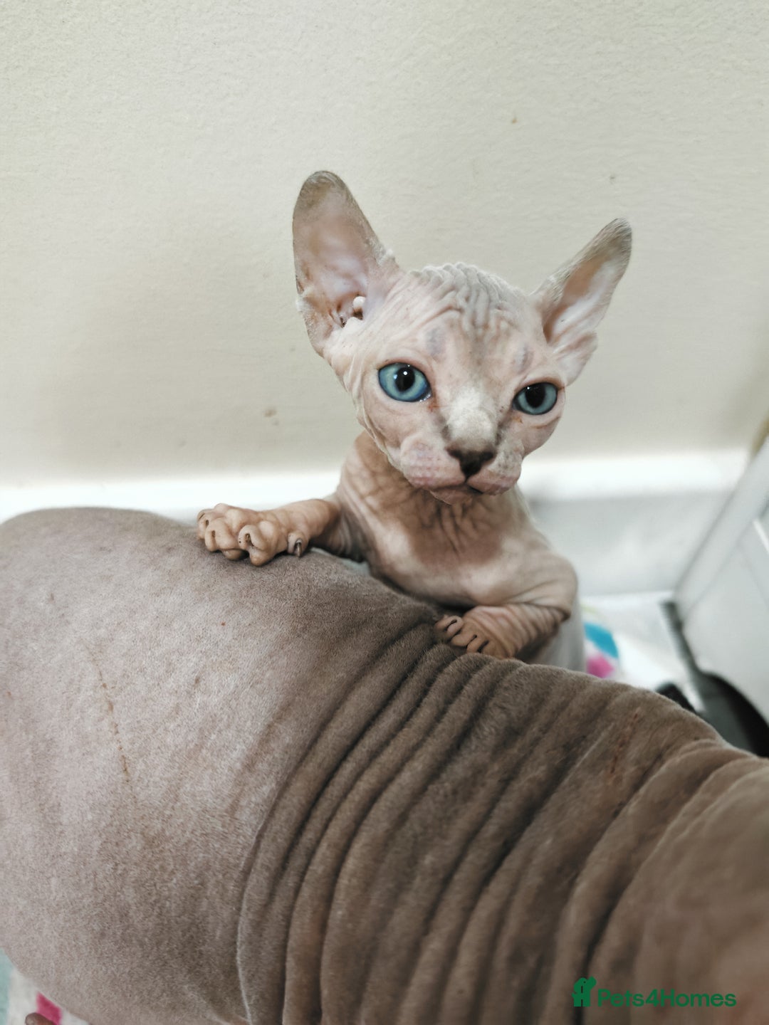 Sphynx cats for sale: Unique Elf, Sphynx & Dwelf Babies - Advert 10