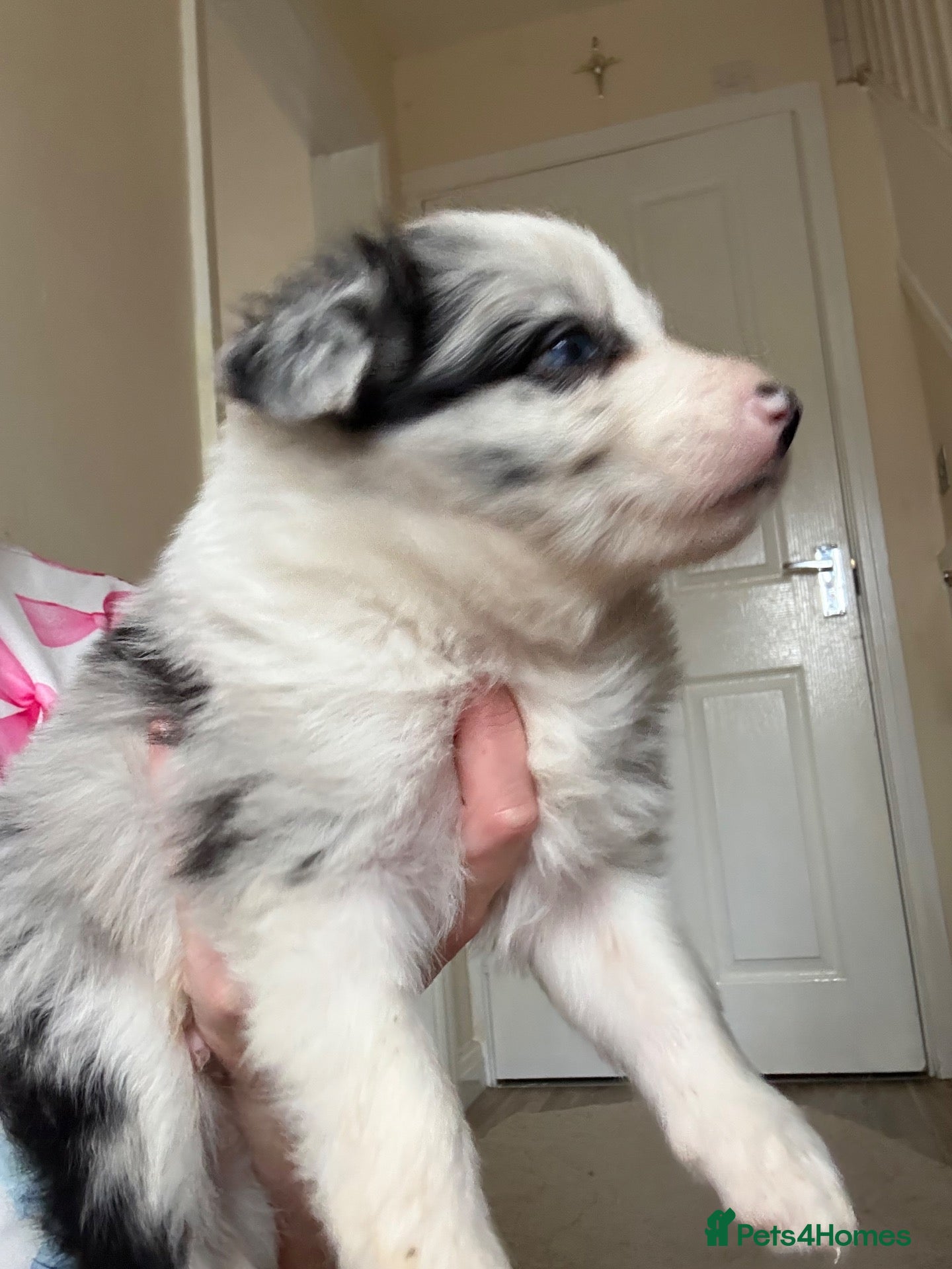 Border Collie dogs  Long coated pure bred collie puppies blue merles  - Advert 1