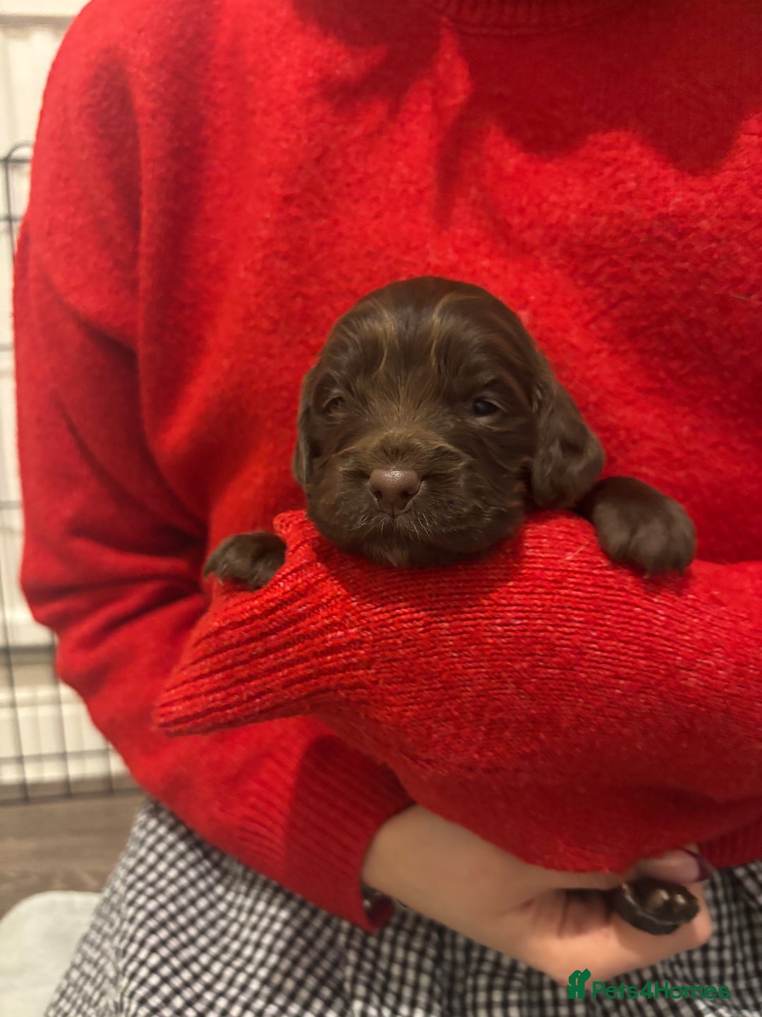 Cocker Spaniel dogs for sale: Cocker Spaniel Puppies - Advert 2