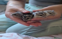 Hamster rodents for sale: Russian baby hamsters  - Image 3