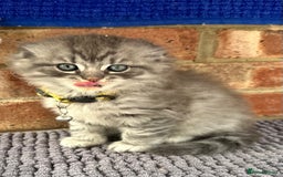 Scottish Fold cats for sale: Stunningly beautiful Scottish Fold x Ragdoll  - Image 36