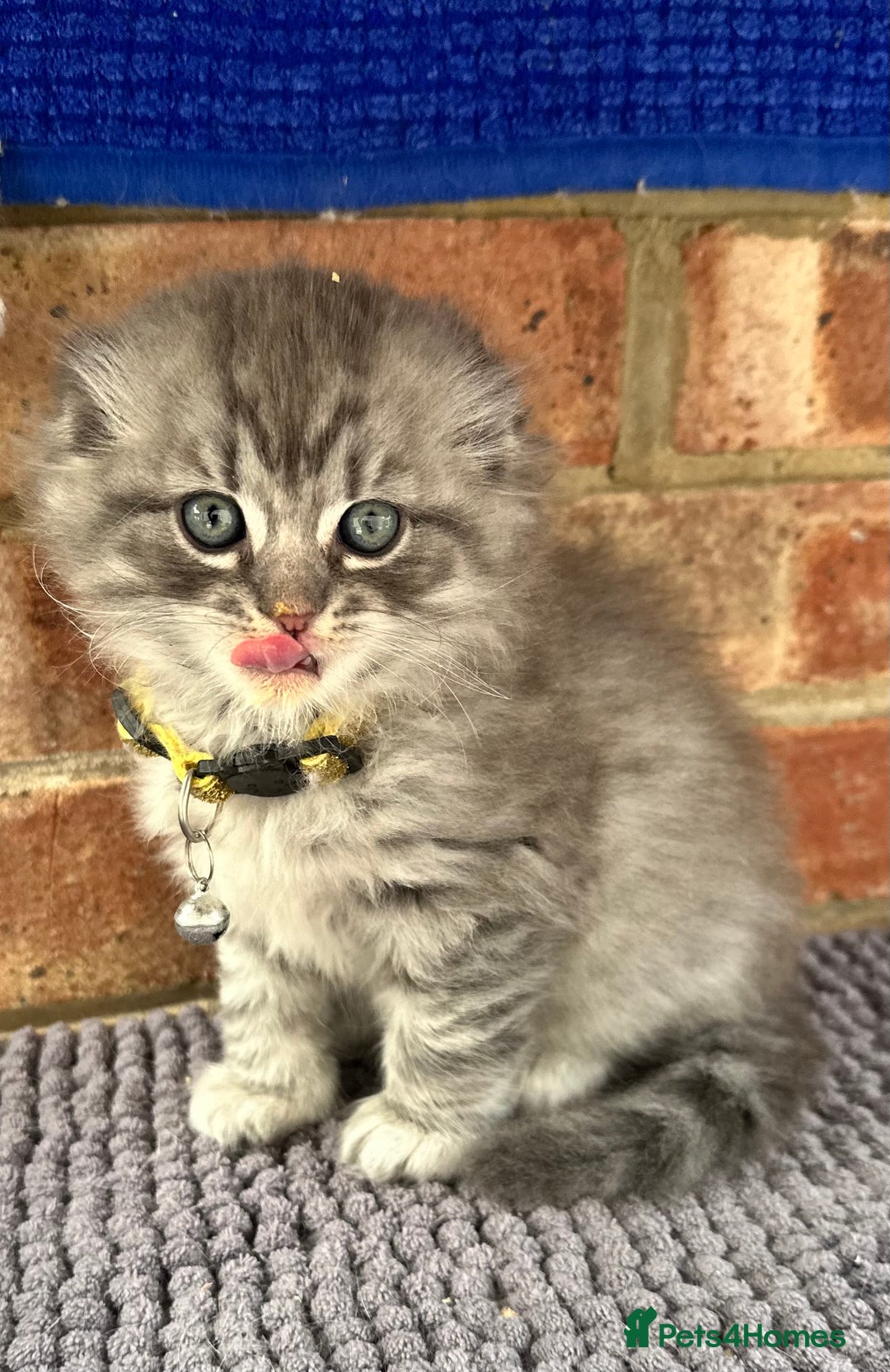 Scottish Fold cats for sale: Stunningly beautiful Scottish Fold x Ragdoll  - Image 36