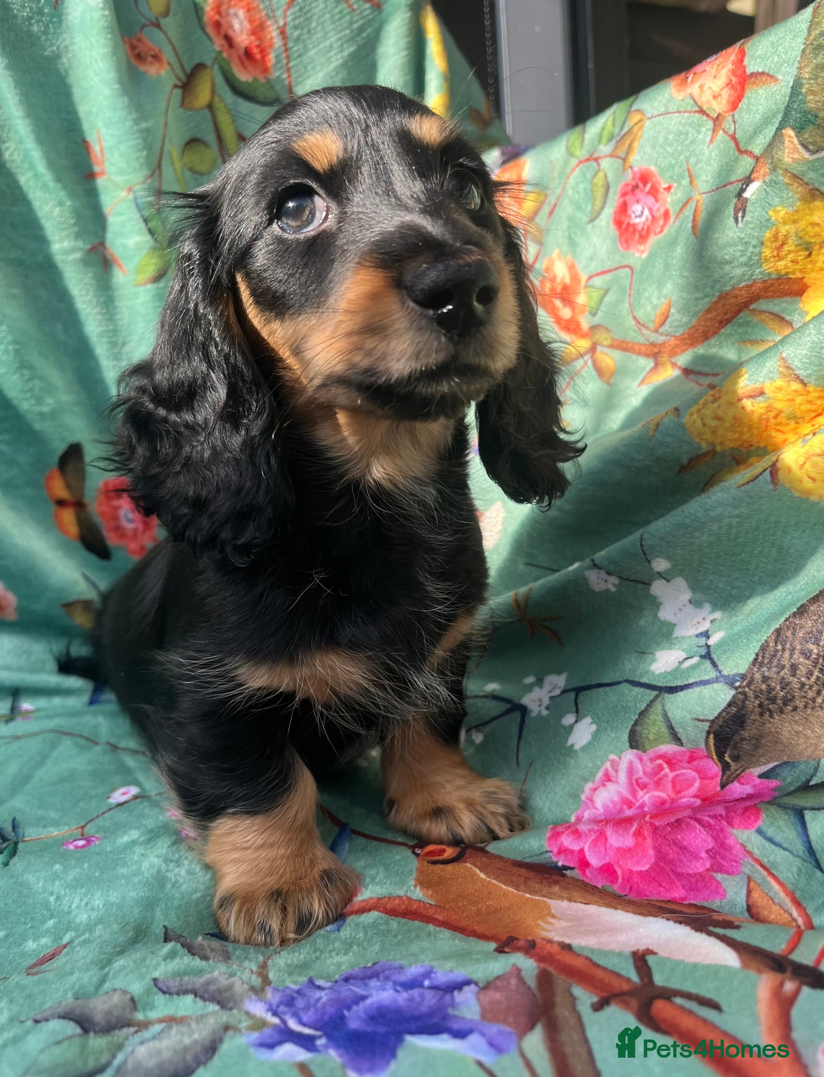 Miniature Dachshund dogs Beautiful  KC Mini L/H dachshund puppies - Advert 18