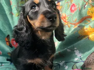 Miniature Dachshund dogs Beautiful KC Mini L/H dachshund puppies - Advert 18