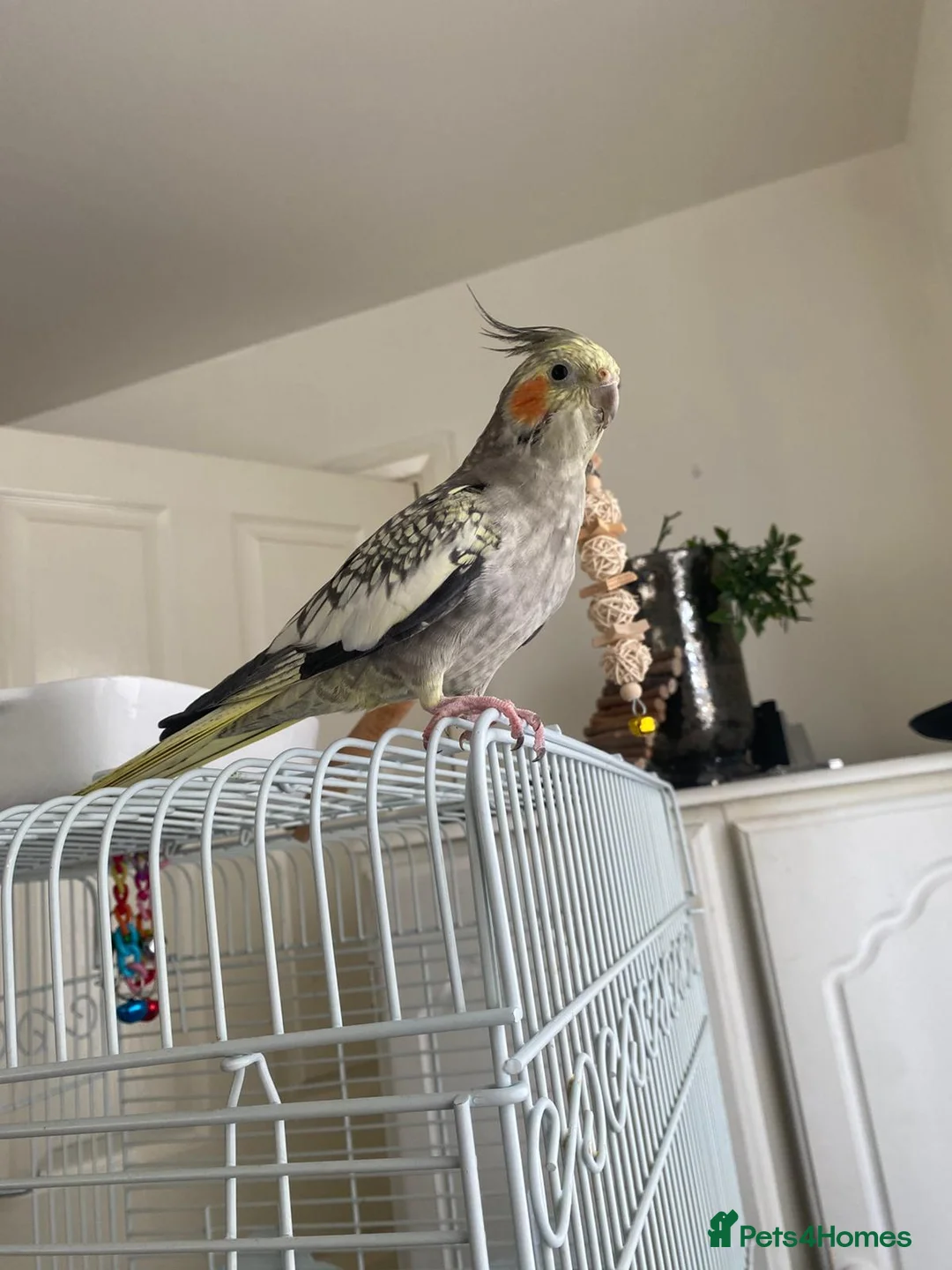 Cockatiels birds for sale: Cockatiel and Cage  in Liverpool - Advert 3