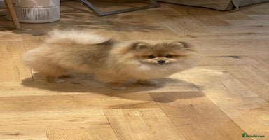 Pomeranian dogs in Basildon - Advert 16