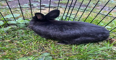 Netherland Dwarf rabbits - Advert 2