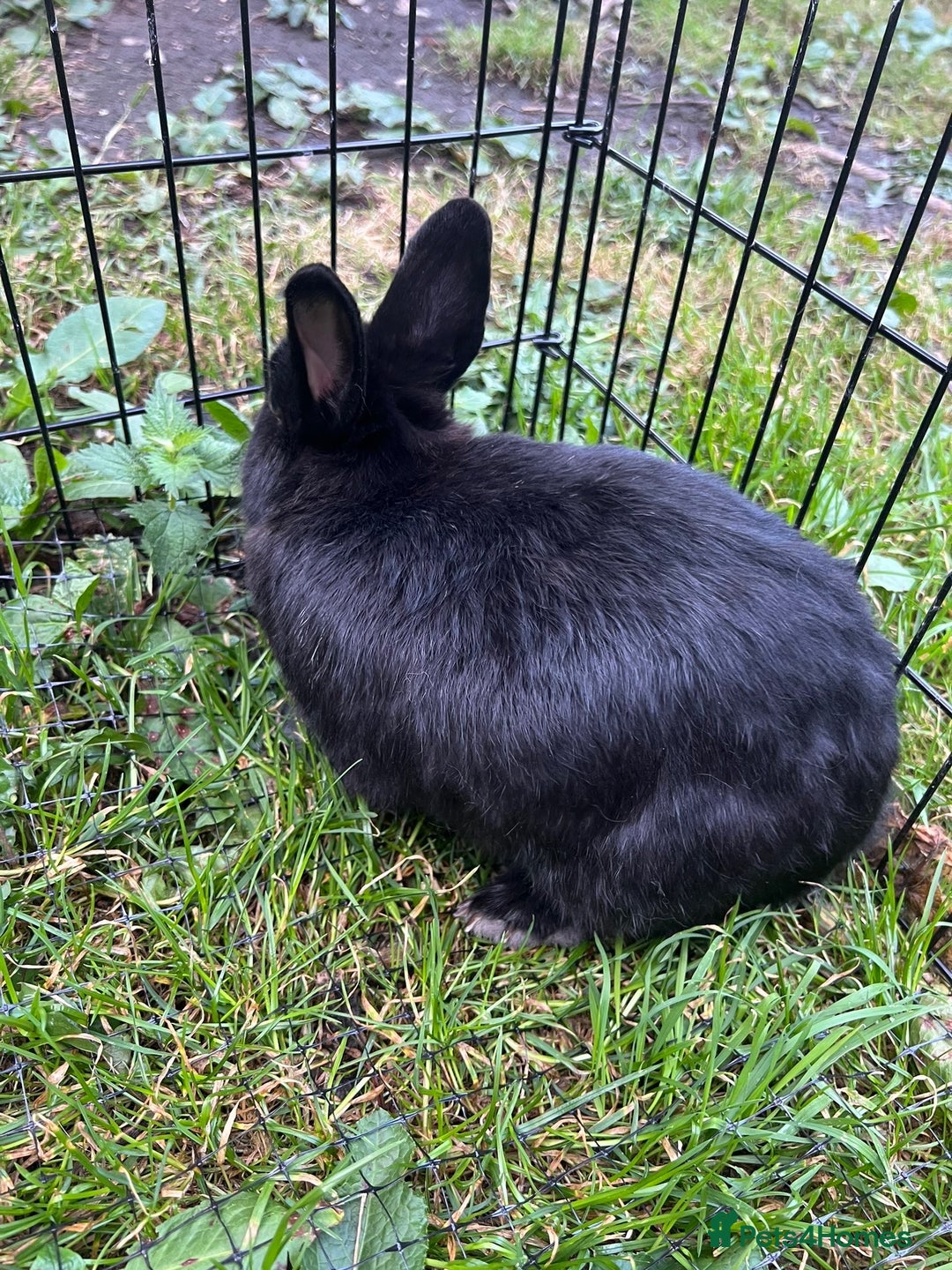 Netherland Dwarf rabbits for sale: 3 Netherland dwarf rabbits  - Image 3