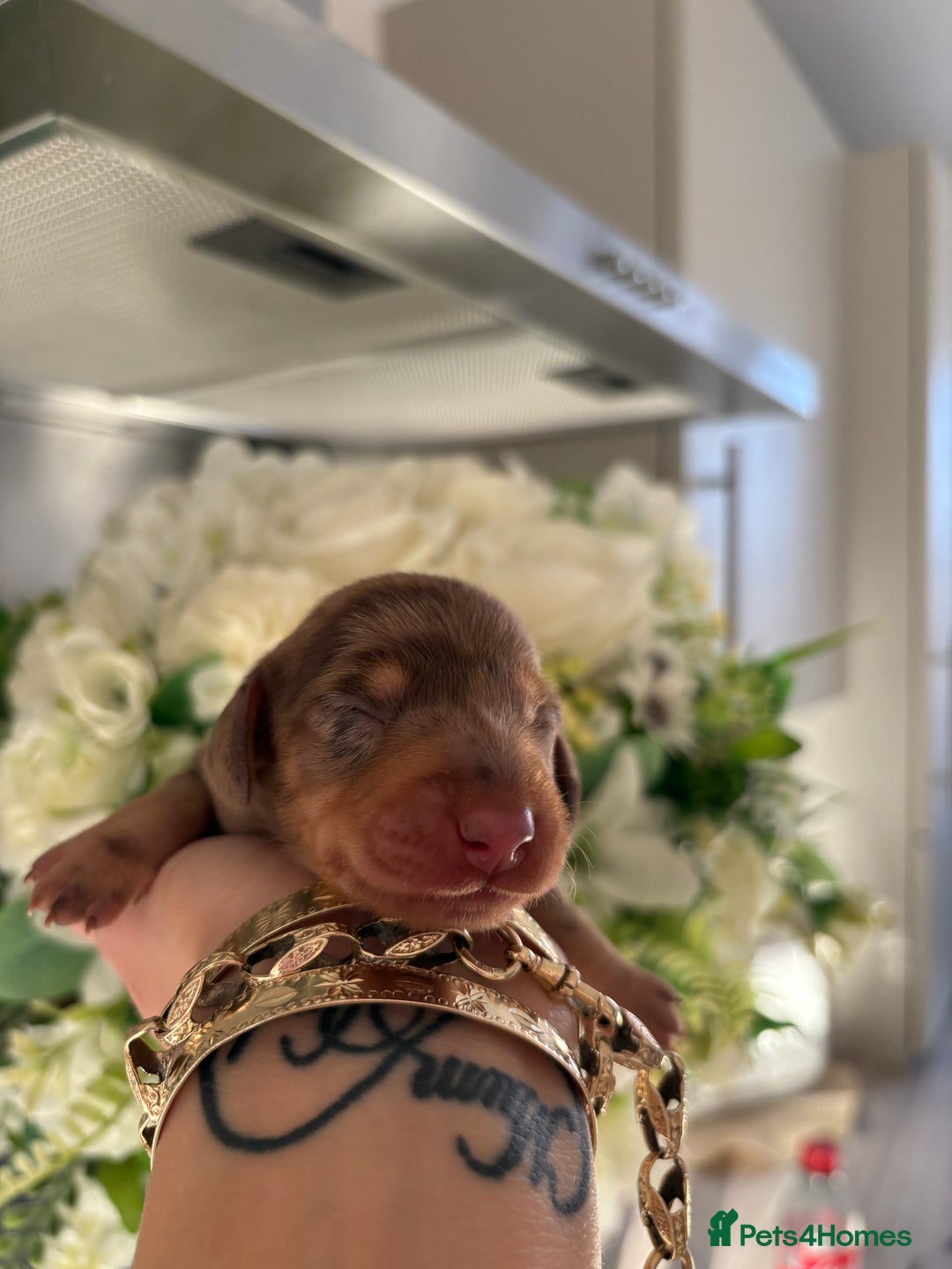 Miniature Dachshund dogs for sale: Stunning Mini Dachshunds 😍  - Image 3