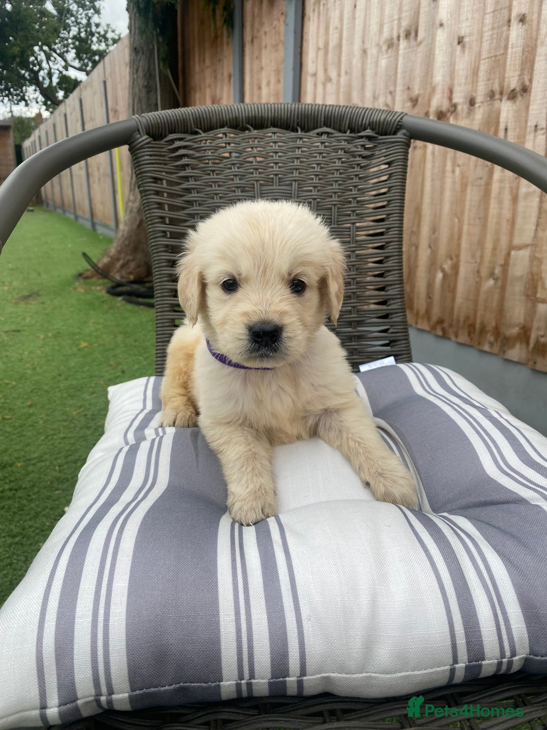 Golden Retriever dogs for sale: KC REGISTERED ®️ GOLDEN RETRIEVER PUPPIES 🐶 ❤️ - Image 12