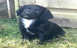 Sprocker dogs for sale: Sprockers For Sale  in Rye - Image 1