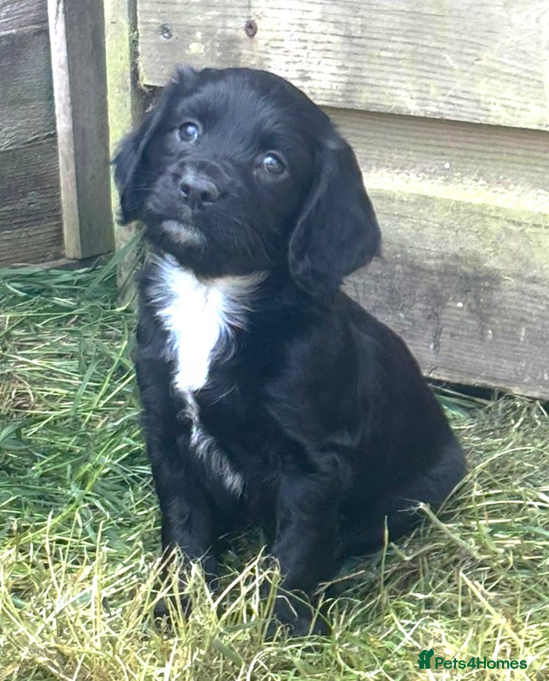 Sprocker dogs for sale: Sprockers For Sale  in Rye - Image 1