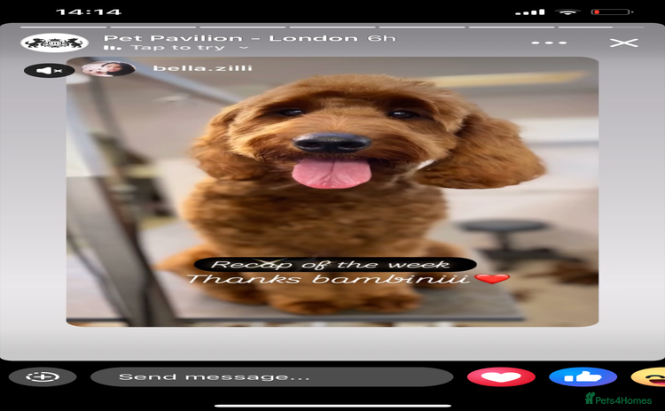 Mixed Breed dogs - Advert 3