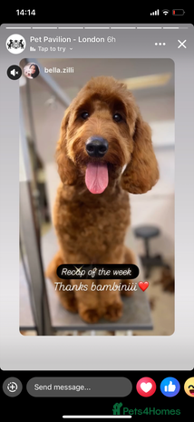 Mixed Breed dogs - Advert 1