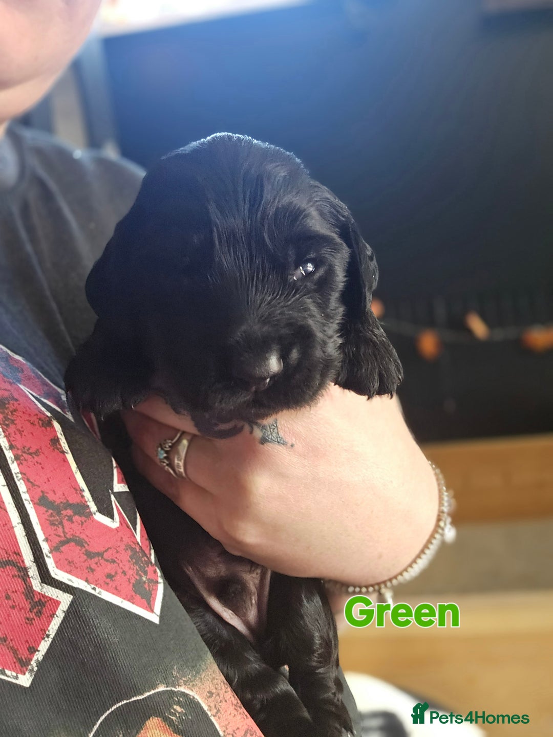 Cocker Spaniel dogs for sale: Cocker spaniel puppies - Image 7