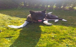 Akita dogs for stud: American Akita for Stud - Image 12