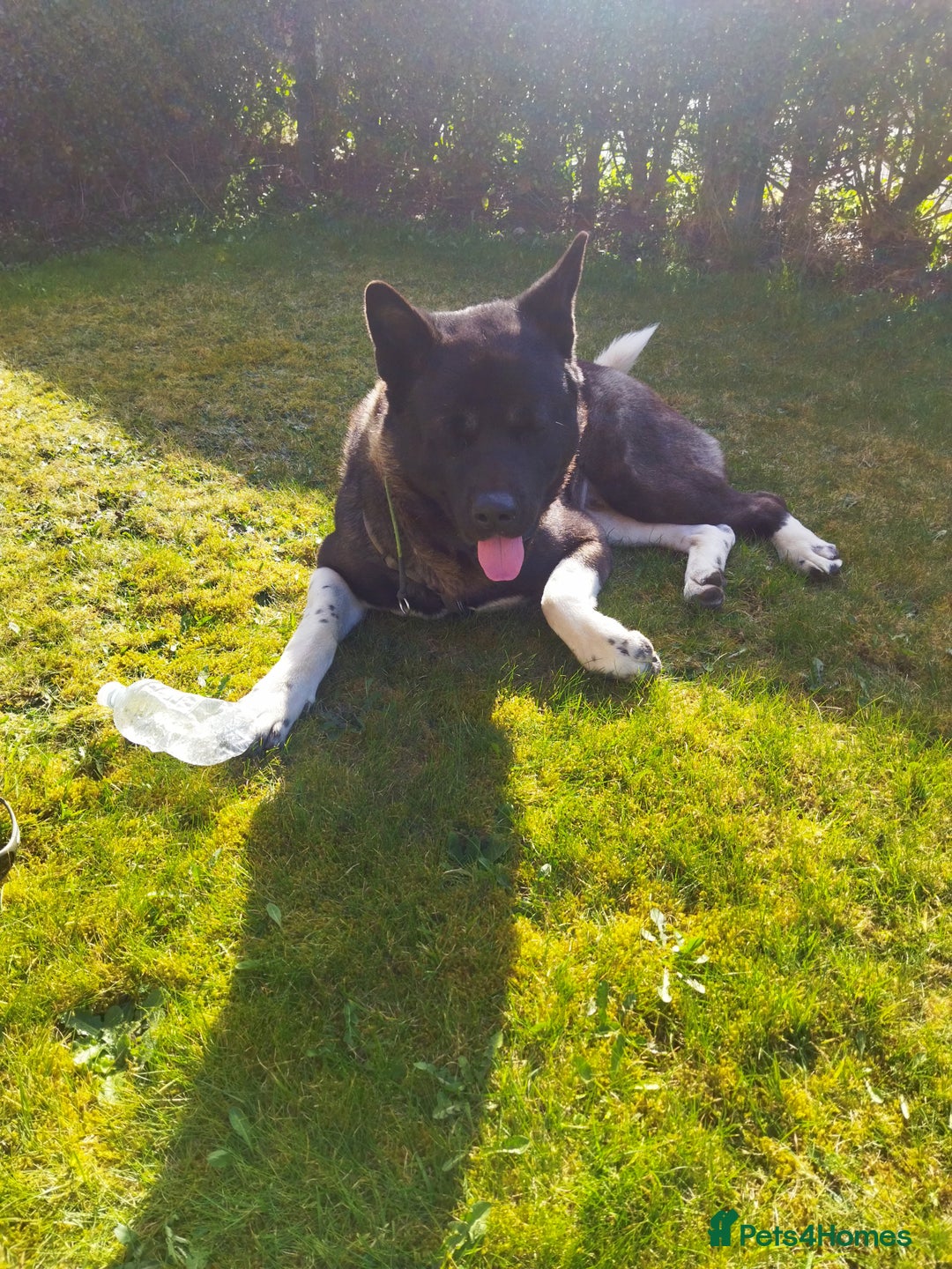 Akita dogs for stud: American Akita for Stud - Image 12