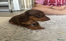 Miniature Dachshund dogs for sale: BEAUTIFUL MINIATURE DACHSHUNDS PUPPIES - Image 3