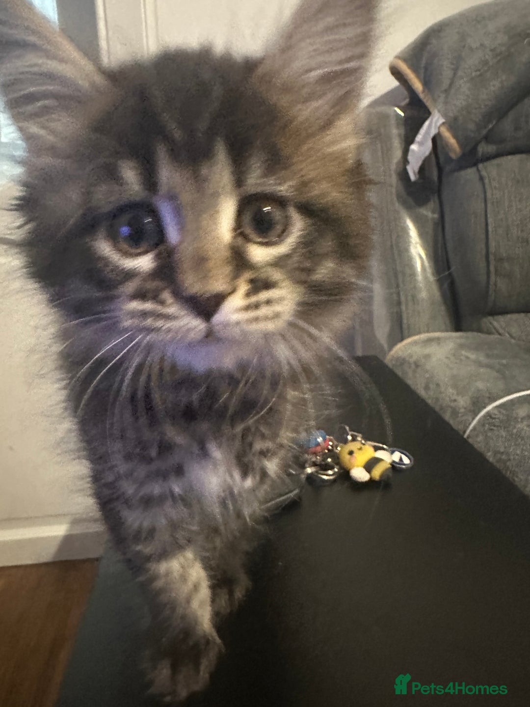 Maine Coon cats for sale: 3 Maine coon kittens  - Advert 5