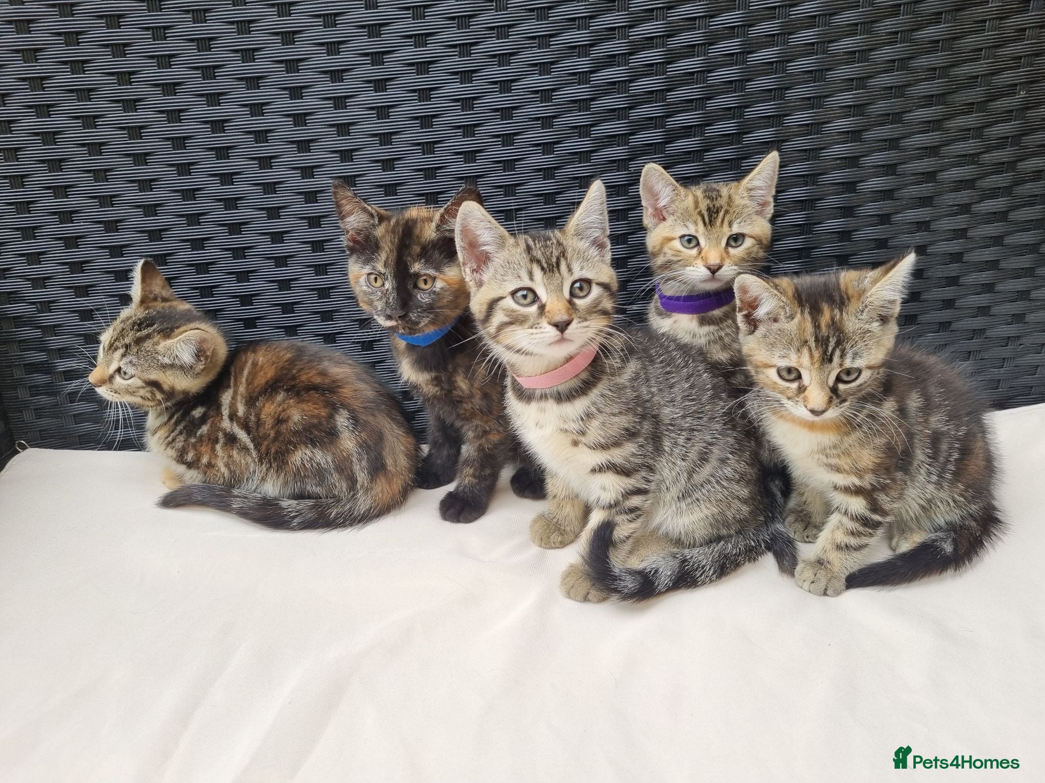 Mixed Breed cats Beautiful 3/4 Mainecoon cross BSH Kittens For Sale - Advert 1