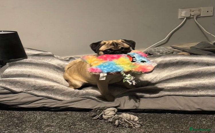 Pug dogs - Advert 4