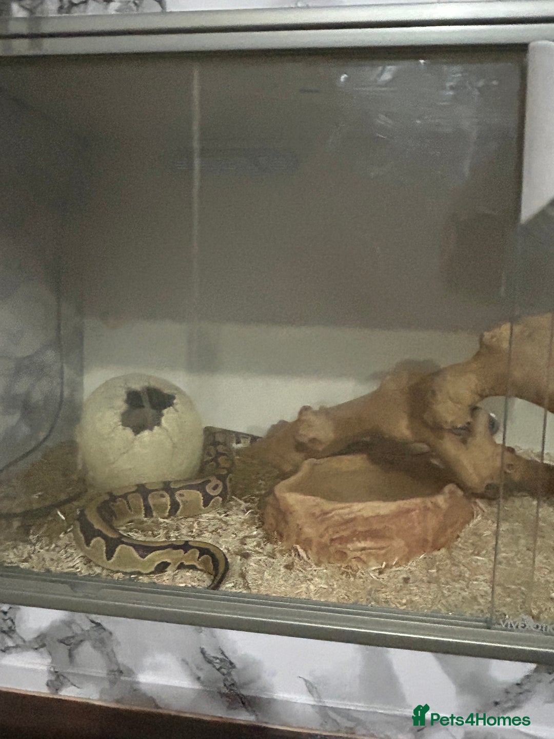 Python Snake reptiles for sale: Male python 5 months old - Advert 9